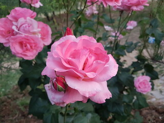 pink rose in the garden