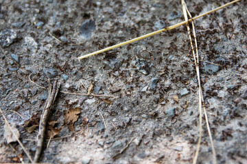 Ants running, ants cord, many ants fast on ground.