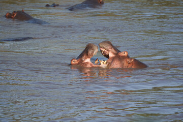Hippo Hippopotamus amphibious Africa Safari Portrait Water