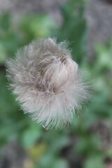 dandelion in the wind