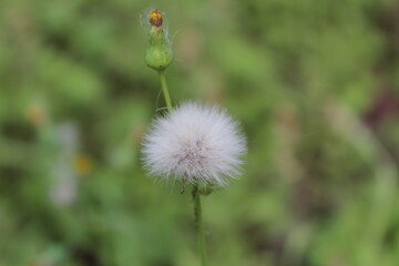 dandelion seed head