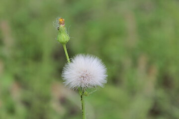 dandelion on green background