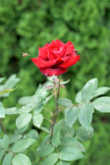 Beauthiful red rose in a garden. Flying bee