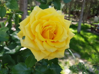 yellow rose on green background