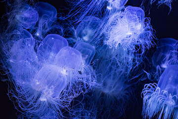 Blue jellyfish in the ocean
