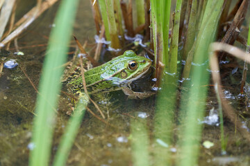 Water frog Pelophylax in green lake with beautiful reflection of eyes and Bladder 
