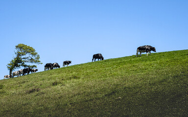 Cows, Helford, Cornwall, England