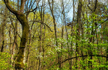 Fototapeta na wymiar Panoramic view of european mixed forest thicket with spring vivid vegetation on sunny day near Izabelin town in central Mazovia region of Poland