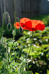 Two bright red poppies backlit by the morning sun, natural green blurred background. Flowers and buds of red poppy in the warm sunlight