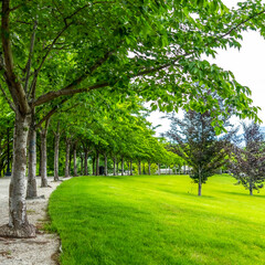 Square Trees with white barks and vibrant green leaves lining a road and vast lawn