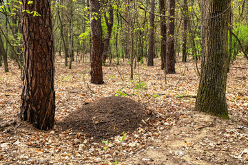 Spring mixed forest undergrowth with anthill on leaf litter ground within nature protected area near Izabelin town in central Mazovia region of Poland