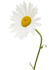 White flower of chamomile, lat. Matricaria, isolated on white background