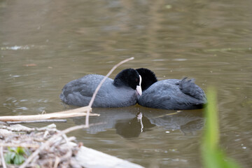 Coots swimming in the ditch