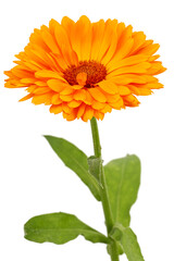 Orange flower of calendula, isolated on white background