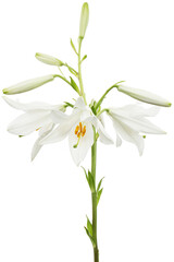 White flower of lily, isolated on white background