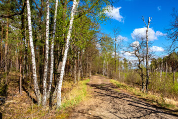 Panoramic view of european mixed forest thicket with spring vivid vegetation at Dlugie Bagno wetland plateau near Palmiry town in central Mazovia region of Poland