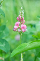 Obraz premium Flowers on meadow