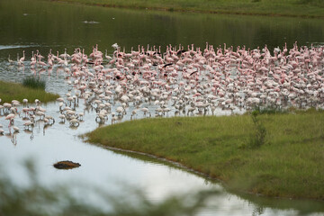 Flamingo Phoenicopteridae wading Africa beautiful colourful Lake Reflection