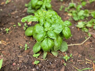 Basil