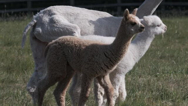 Brown Alpaca Baby Cria Animal Walking In English Grass Field Sunny Spring Day Slow Motion