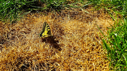 Photo d'un papillon dans l'herbe