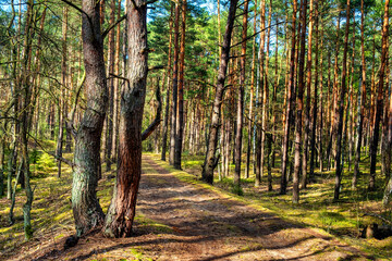 Panoramic view of european mixed forest thicket with spring vivid vegetation at Dlugie Bagno wetland plateau near Palmiry town in central Mazovia region of Poland