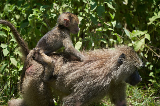 Olive baboon baby Papio anubis Anubis baboon Cercopithecidae Old world monkey