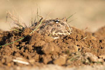 Closeup head of Argentine horned frog (Ceratophrys ornata), also known as the Argentine wide-mouthed frog or the ornate pacman frog