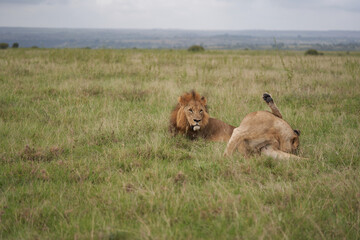 Lion and Lioness Kenya Safari Savanna Mating