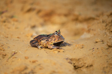 Closeup head of Argentine horned frog (Ceratophrys ornata), also known as the Argentine wide-mouthed frog or the ornate pacman frog