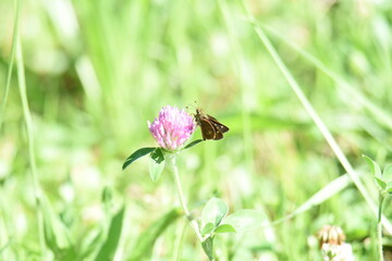 butterfly on a pink flower