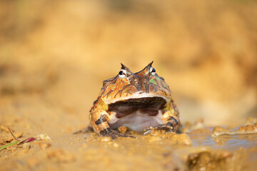 Closeup head of Argentine horned frog (Ceratophrys ornata), also known as the Argentine wide-mouthed frog or the ornate pacman frog