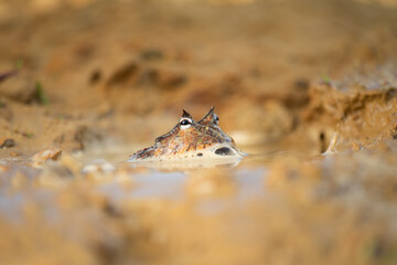 Closeup head of Argentine horned frog (Ceratophrys ornata), also known as the Argentine wide-mouthed frog or the ornate pacman frog
