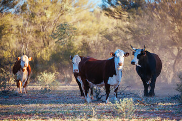 Grazing Cows in the Australian Outback