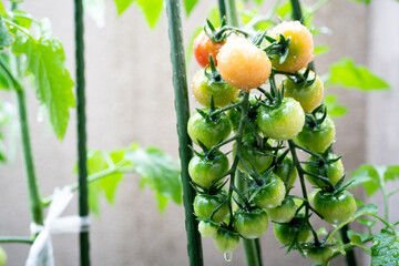 ミニトマト　成長過程