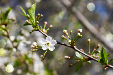 Beautiful branches of blooming cherry. Sunny day. Focus on the blossoming flowers. Image with blur and beautiful bokeh.