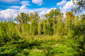 Panoramic view wetlands wooded meadows of Lawice Kielpinskie natural reserve at the Vistula river near Lomianki town north of Warsaw in central Mazovia region of Poland