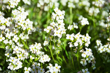 Arabis procurrens on a bright sunny day. Small white flowers in dense greenery. Picturesque contrasting image with delicate bokeh.