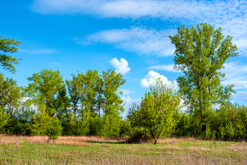 Panoramic view wetlands wooded meadows of Lawice Kielpinskie natural reserve at the Vistula river near Lomianki town north of Warsaw in central Mazovia region of Poland