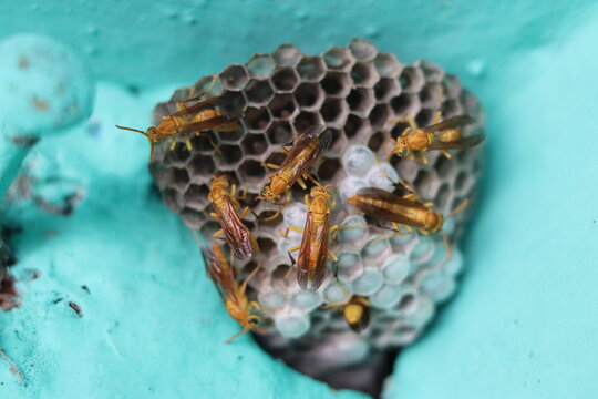 yellow wasp nest in mandla INDIA.