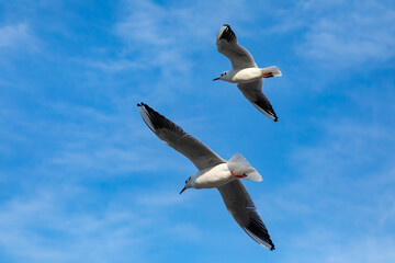 カモメのカップルが青空を飛ぶ　自由