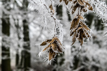 Gefrorener Baum