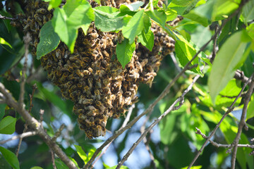A close-up on a honey bee swarm on a cherry tree in summer.