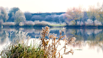 Frost-covered vegetation and trees on the river bank. Reflection of trees in the river
