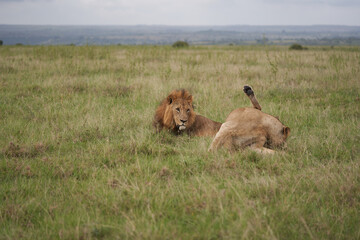 Lion and Lioness Kenya Safari Savanna Mating