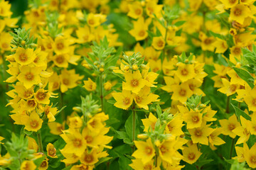 FM_030
