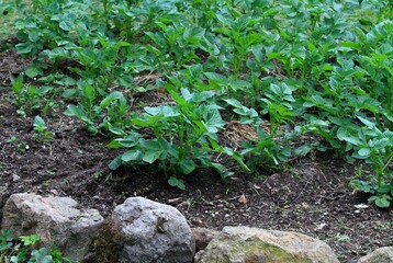Young and healthy potato plants growing in the garden. Rustic edge of potato bed made from stones. Garden in the Highlands.