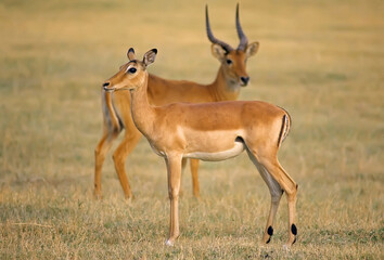 Naklejka na ściany i meble Impala pair in Serengeti Tanzania