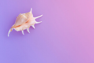 Summer background. Pastel pink with sea shells , top view. Summer holiday concept.