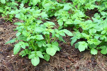 Young and healthy potato plants growing in thick layer of dry leaves and grass. Lot of mulch holds...